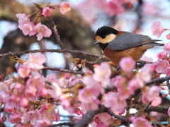 河津桜に