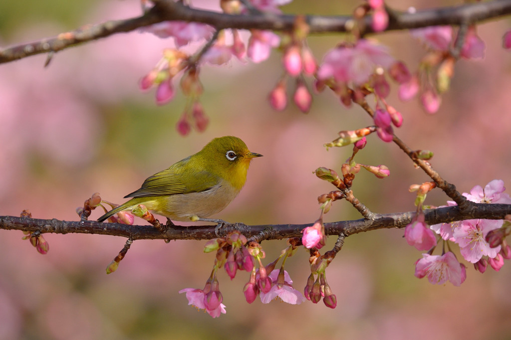 春うらら