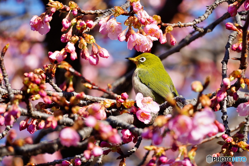 桜メジロ