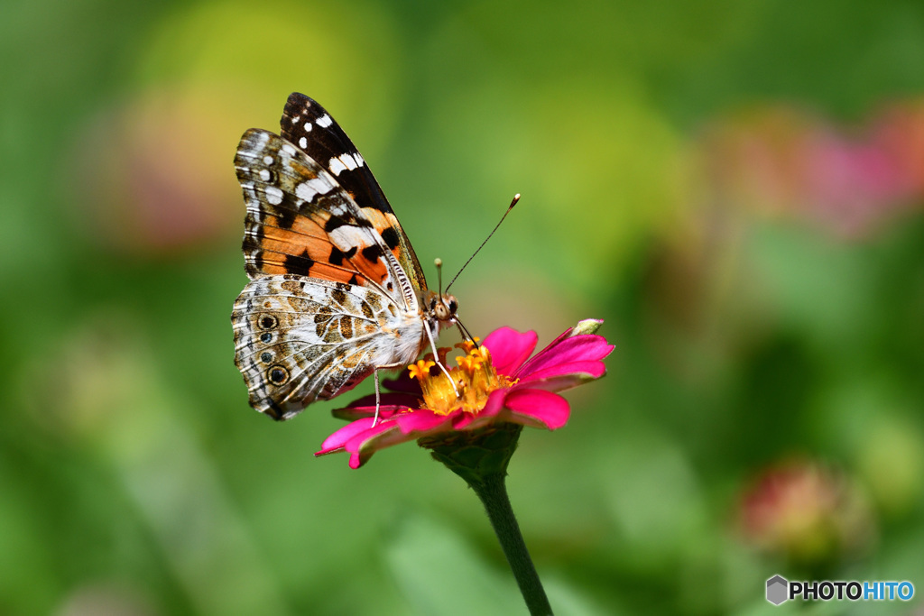 ジニアとヒメアカタテハ
