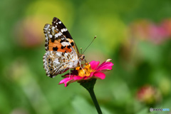 ジニアとヒメアカタテハ