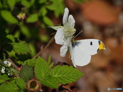 クサイチゴにツマキチョウ
