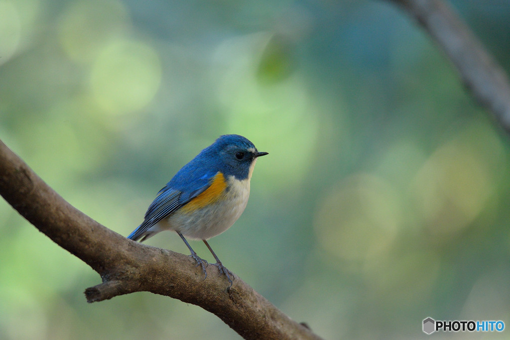 木漏れ日を浴びて