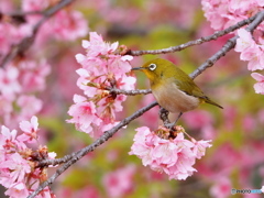 河津桜満開