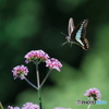 LANDING