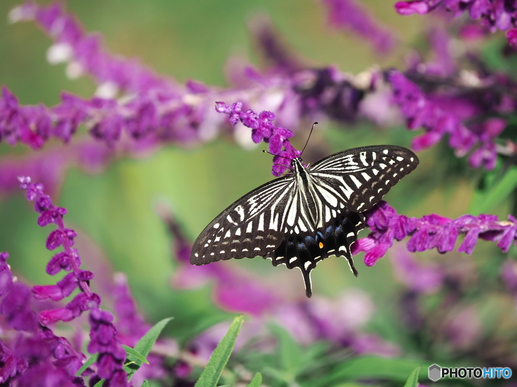 アメジストセージにて