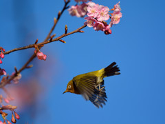 河津桜に舞う