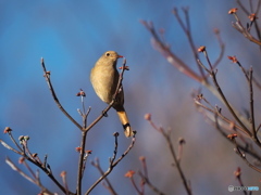 ハナミズキにジョウビタキ