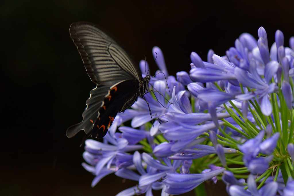 アガパンサスに