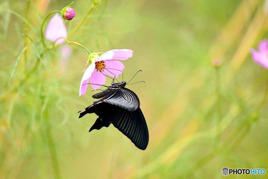 コスモスにクロアゲハ