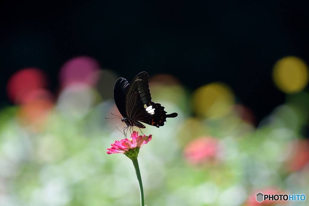 ジニアにモンキアゲハ