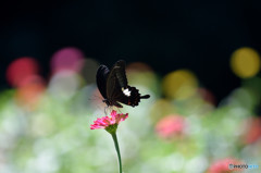 ジニアにモンキアゲハ