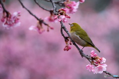 河津桜メジロ