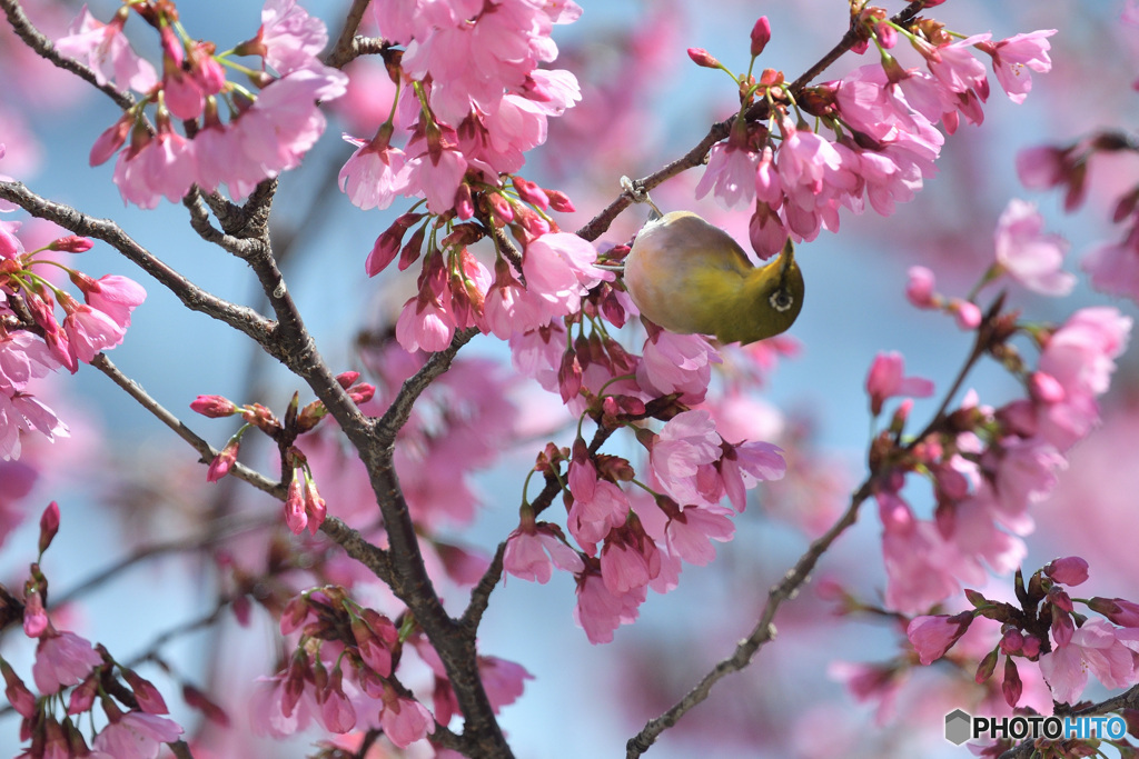 雅桜で