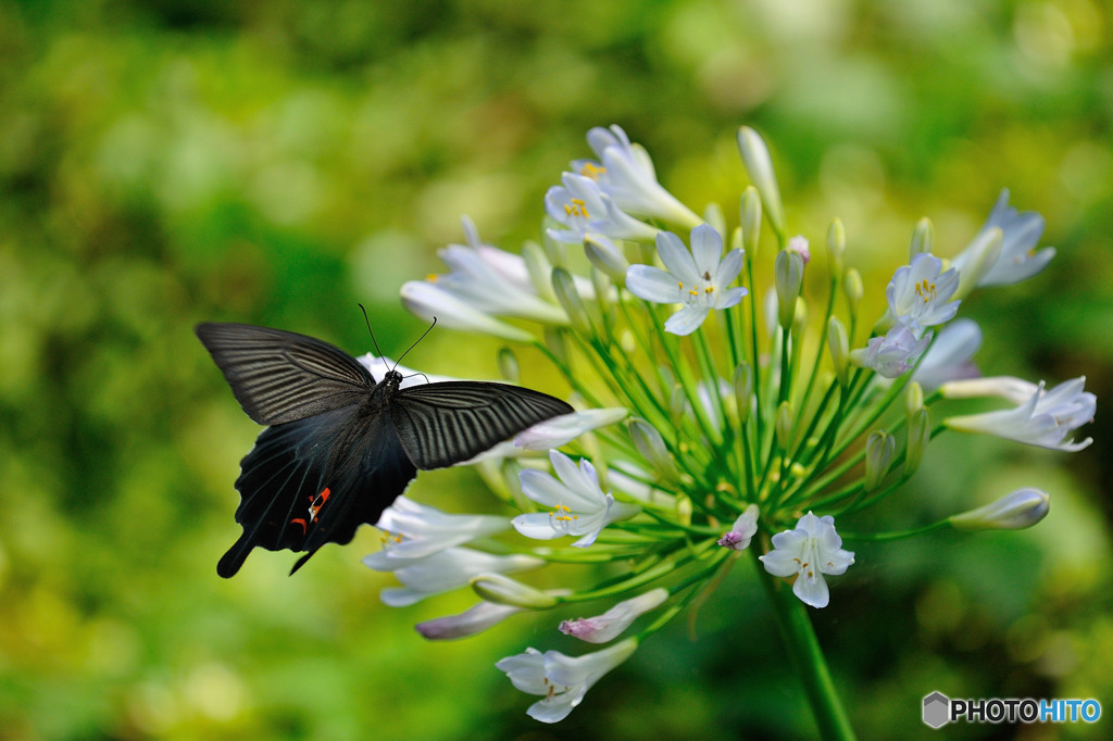 LANDING
