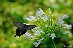 LANDING