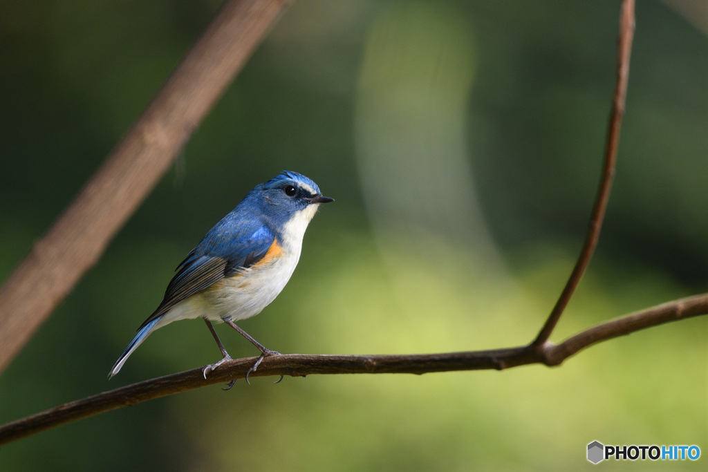 カッコいいルリビタキ