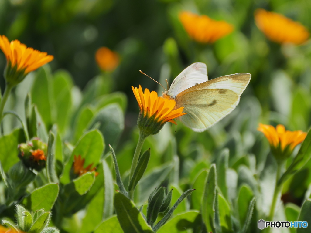 今季初撮り　～モンシロチョウ～