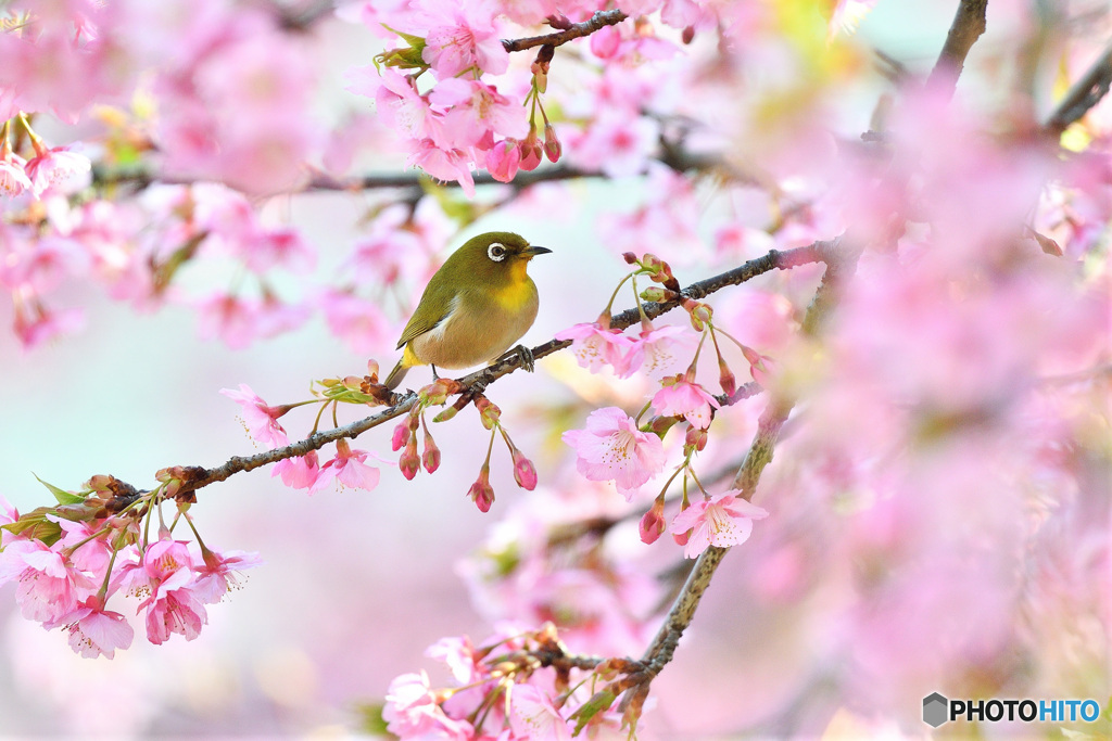 春爛漫