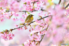 春爛漫