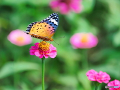 百日草に