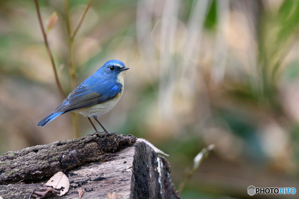 瑠璃色の貴公子