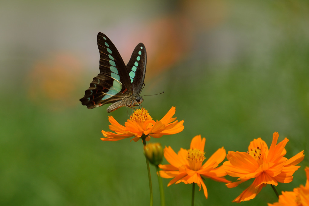 キバナコスモスに
