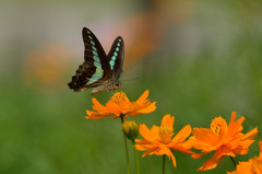 キバナコスモスに