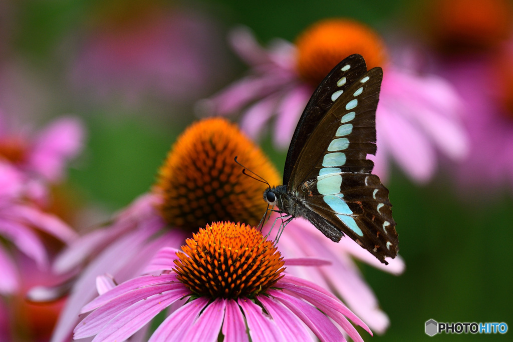 エキナセアにアオスジアゲハ