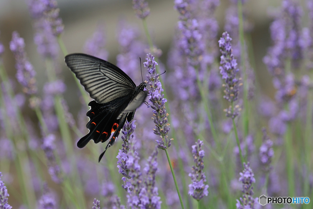 ラベンダー畑のクロアゲハ