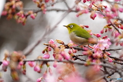 河津桜にメジロ