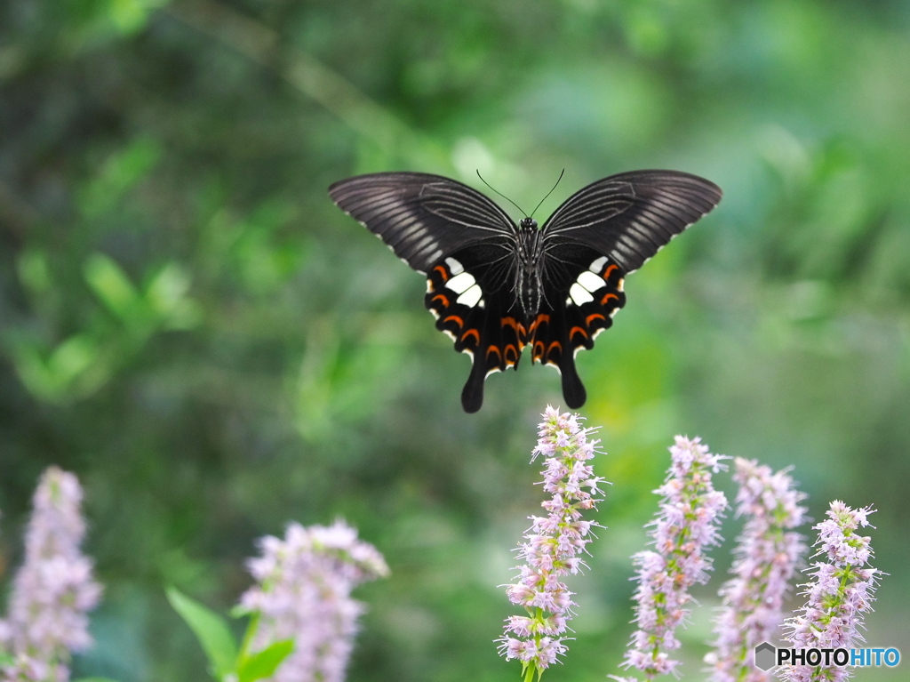 モンキアゲハ舞う