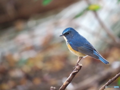 瑠璃色の鳥