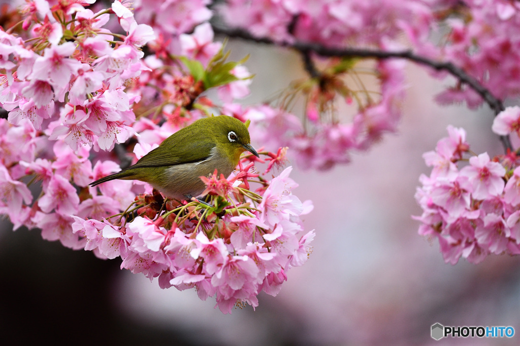 春が来た！