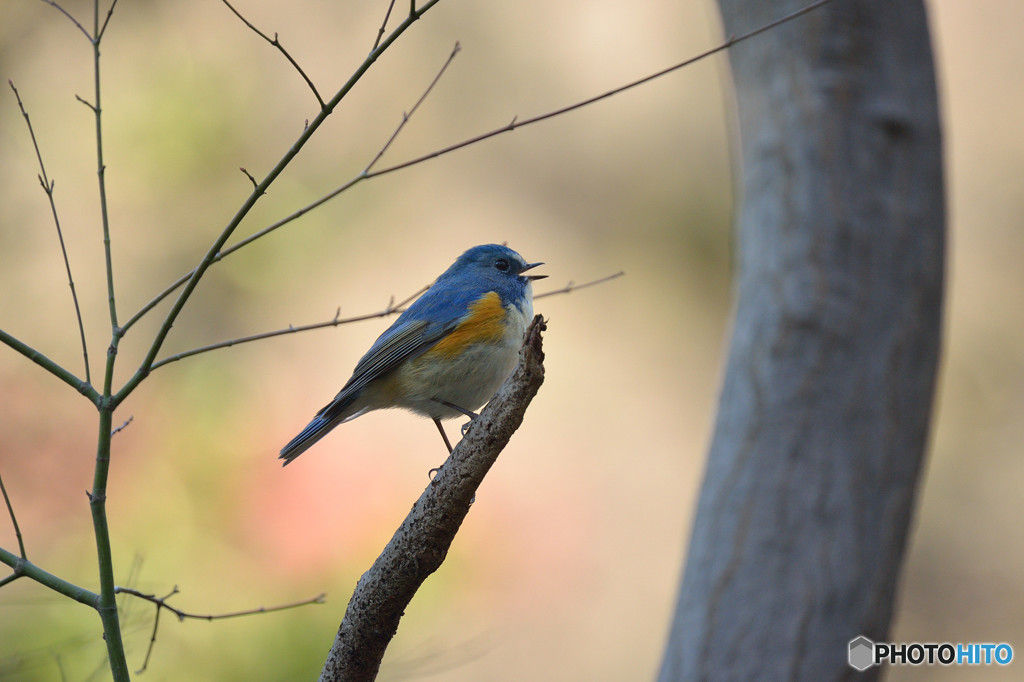 囀るルリビタキ