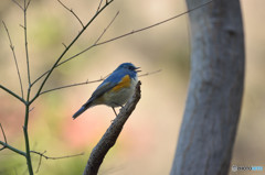 囀るルリビタキ