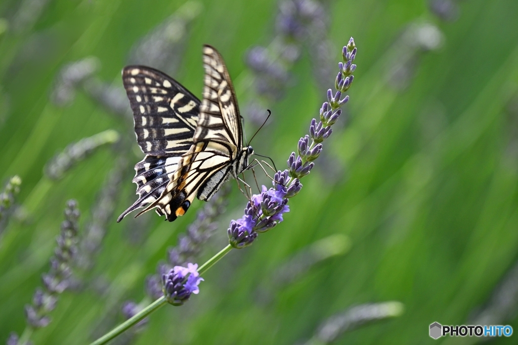 ラベンダーとアゲハチョウ