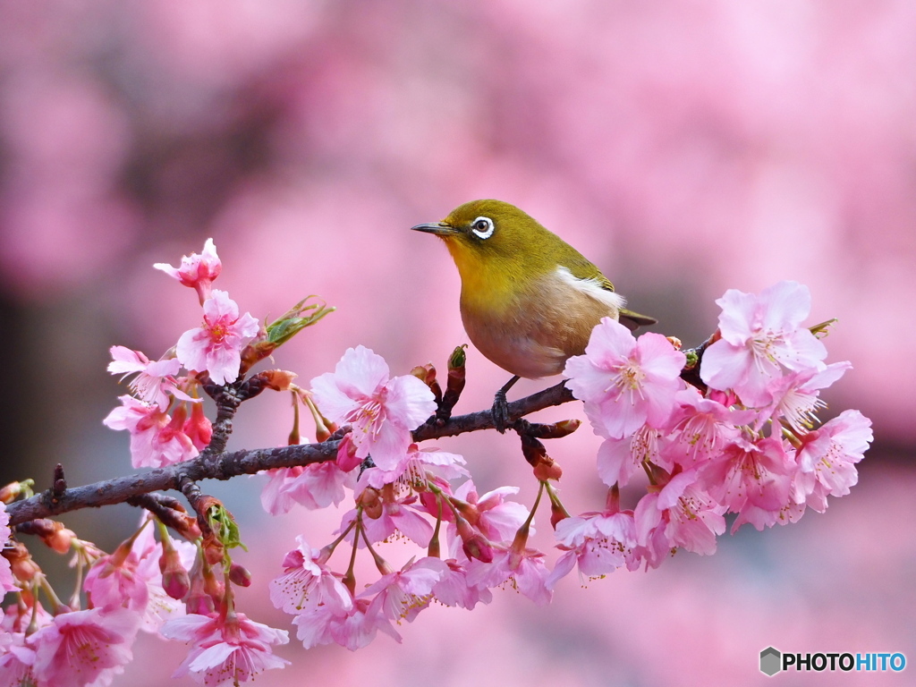 春爛漫
