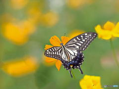 キバナコスモスとアゲハチョウ