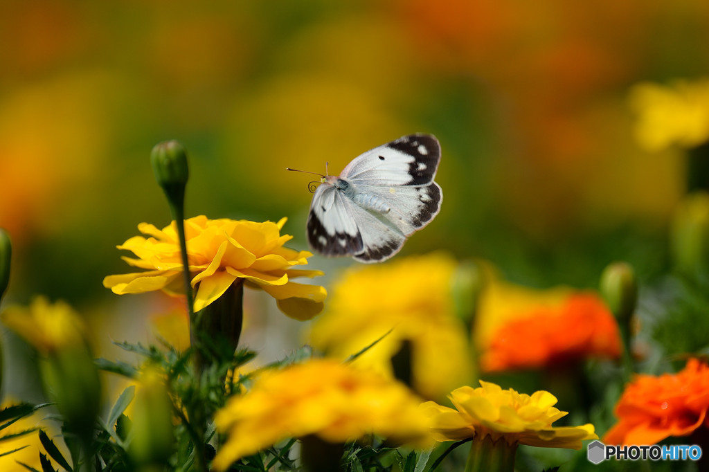 モンキチョウ舞う