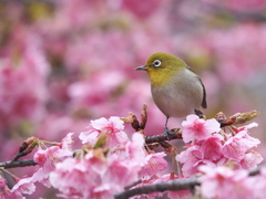 春の光