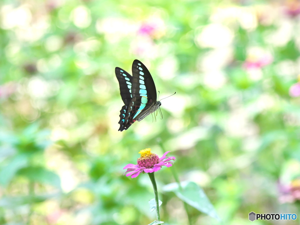 fly away