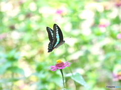 fly away