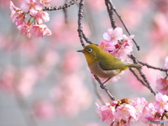 春爛漫