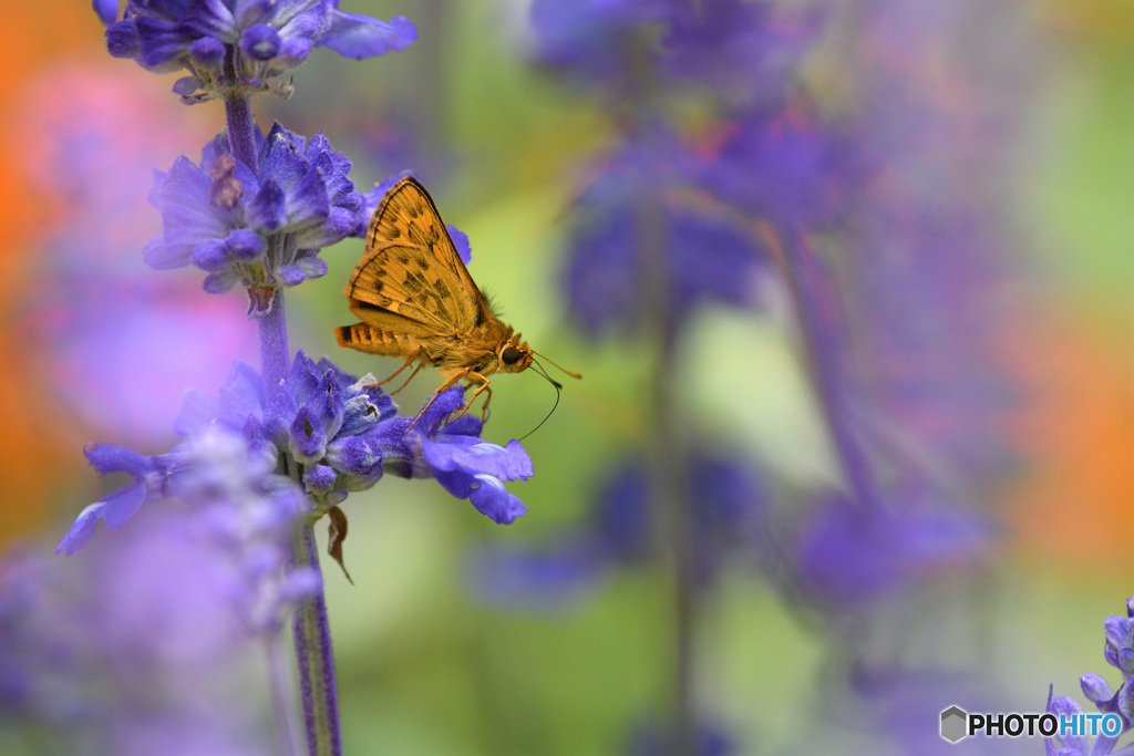 ブルーサルビアにキマダラセセリ
