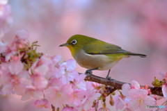 河津桜にメジロ