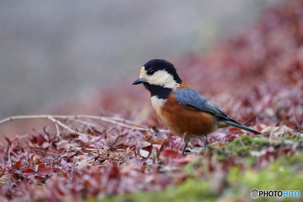 モミジの絨毯に