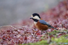 モミジの絨毯に