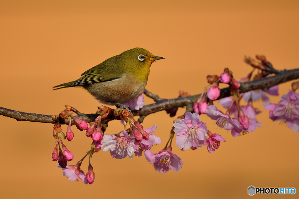 河津桜にメジロ