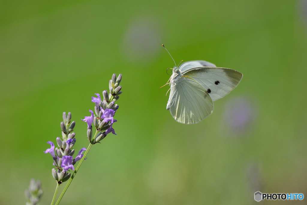 Flying